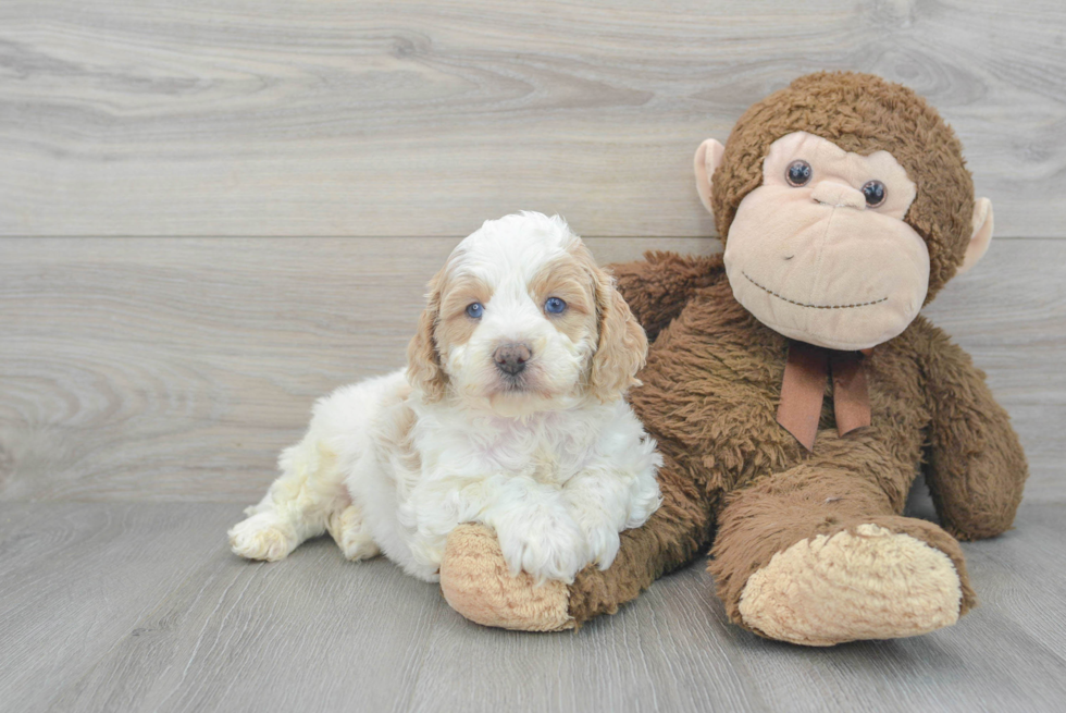 Smart Cavapoo Poodle Mix Pup