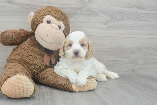 Cavapoo Puppy for Adoption