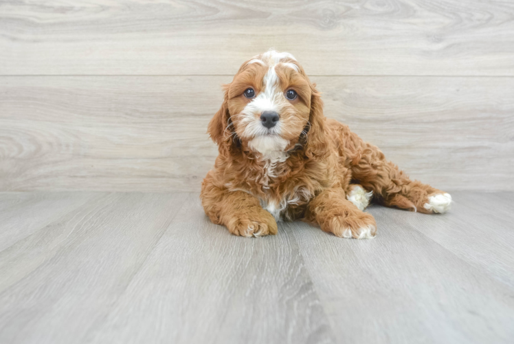 Cavapoo Puppy for Adoption