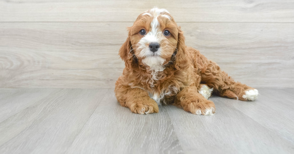Smart Cavapoo Pacino: 8lb 14oz Doodle Puppy