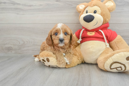 Best Cavapoo Baby