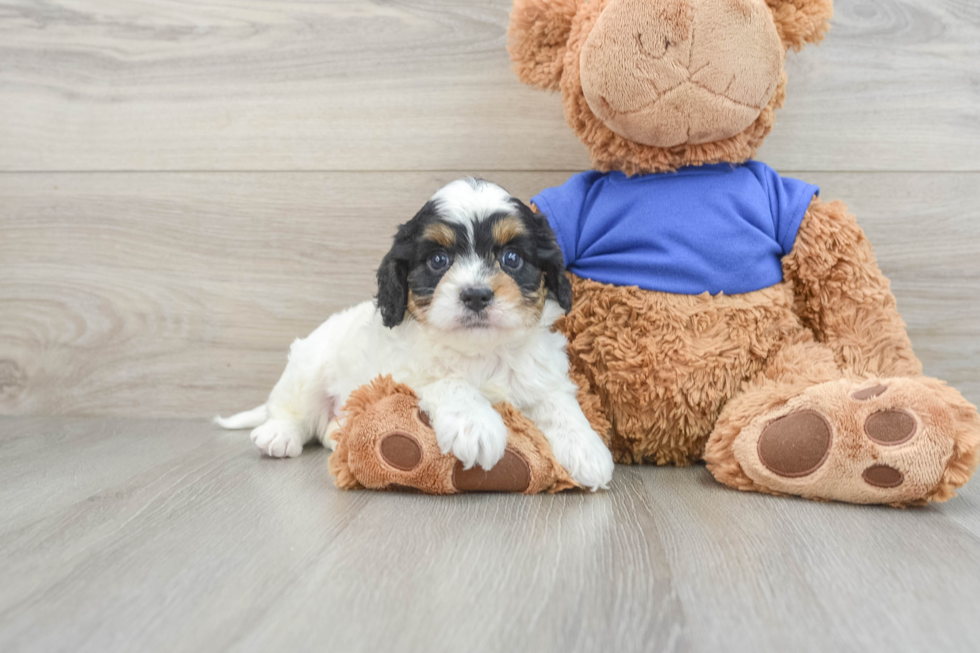 Best Cavapoo Baby