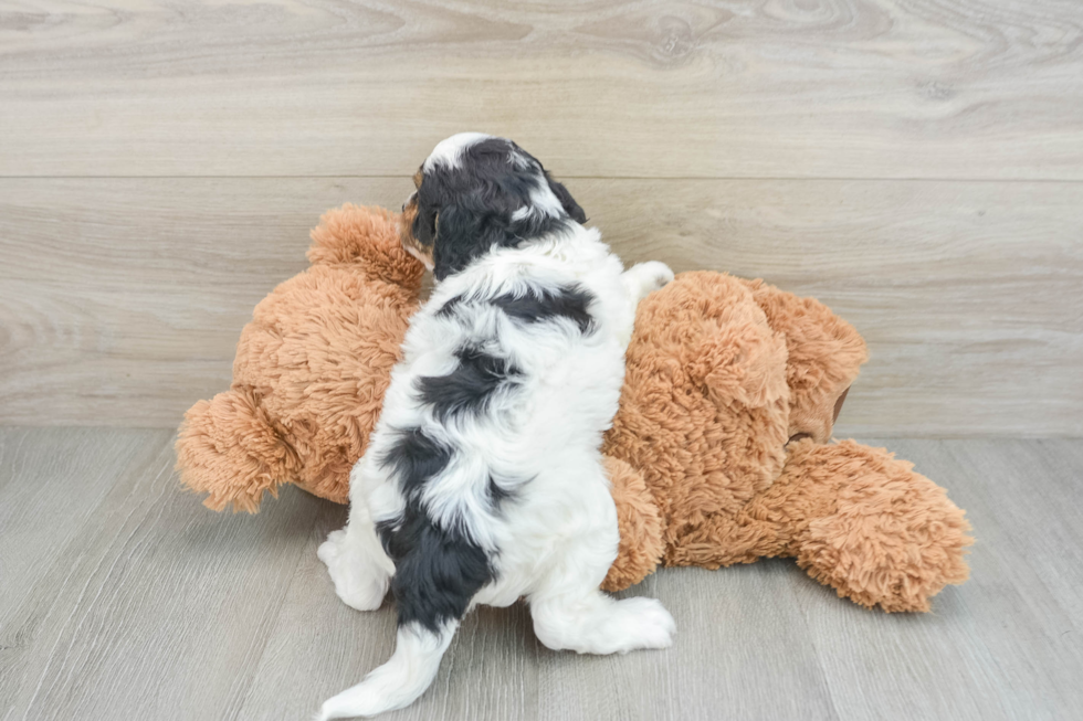 Cavapoo Pup Being Cute