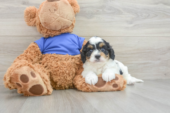 Petite Cavapoo Poodle Mix Pup