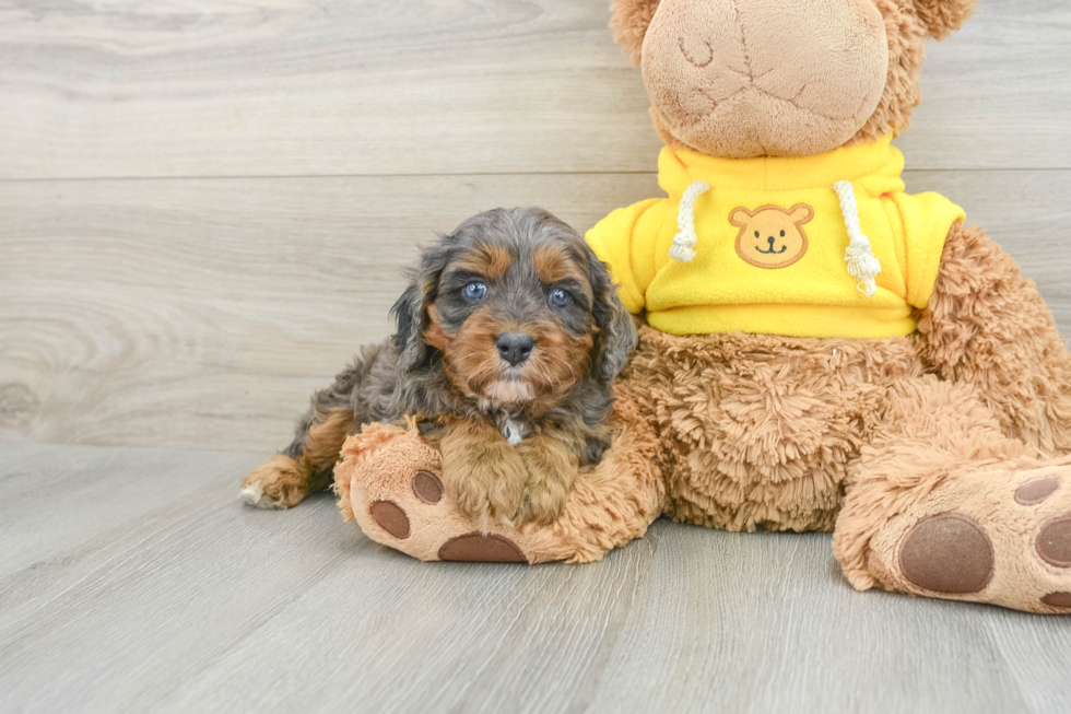 Best Cavapoo Baby