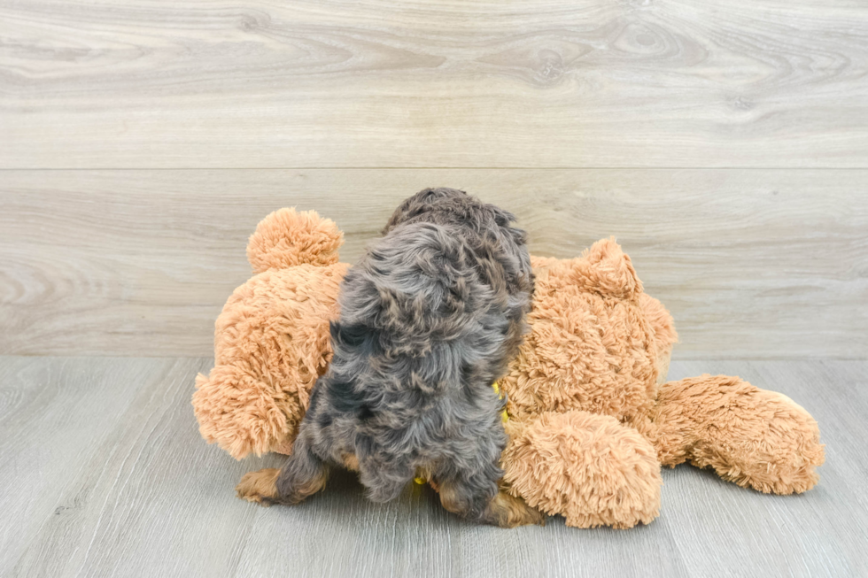 Adorable Cavalier King Charles Spaniel and Poodle Mix Poodle Mix Puppy