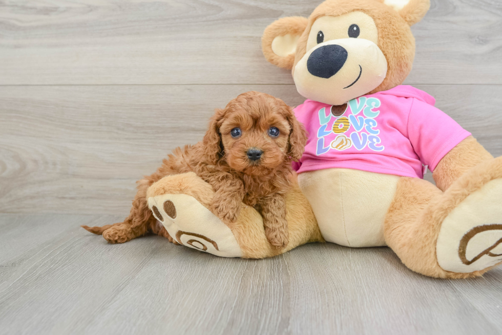 Hypoallergenic Cavadoodle Poodle Mix Puppy