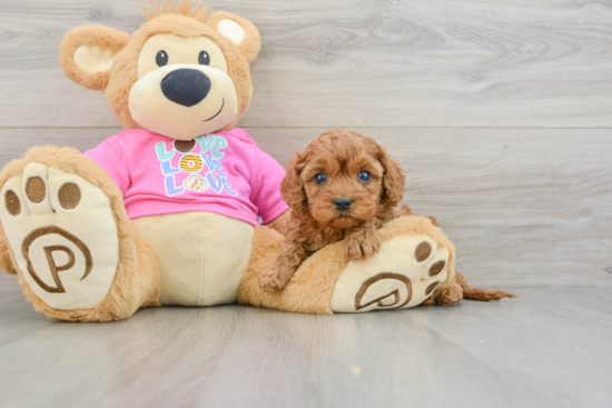 Cavapoo Puppy for Adoption