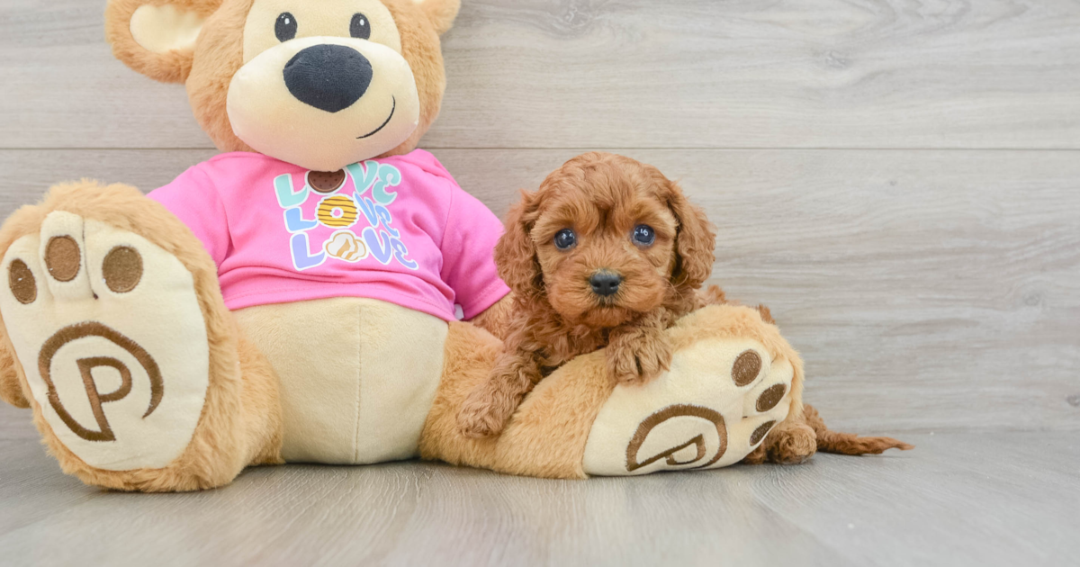 Cute Cavapoo Pacino: 4lb 2oz Doodle Puppy