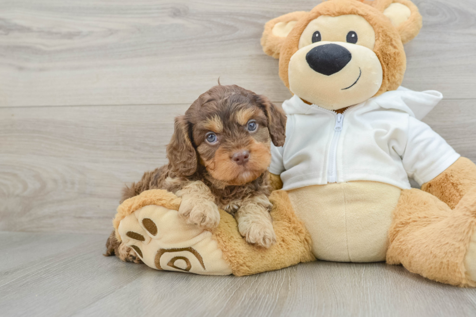 Playful Cavapoodle Poodle Mix Puppy