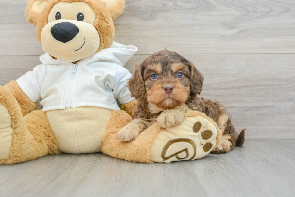 Cavapoo Pup Being Cute