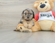 8 week old Cavapoo Puppy For Sale - Premier Pups