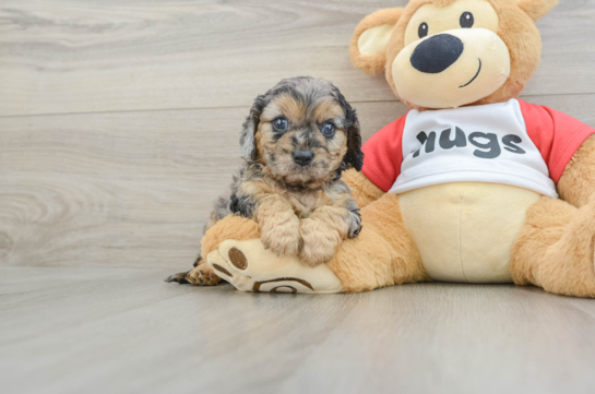 Best Cavapoo Baby