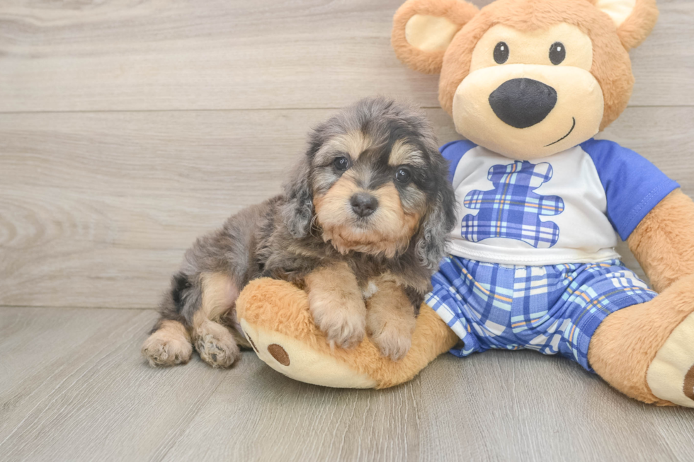 Best Cavapoo Baby