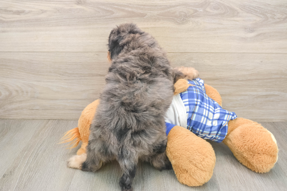Cavapoo Pup Being Cute