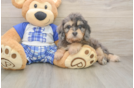 Cavapoo Pup Being Cute