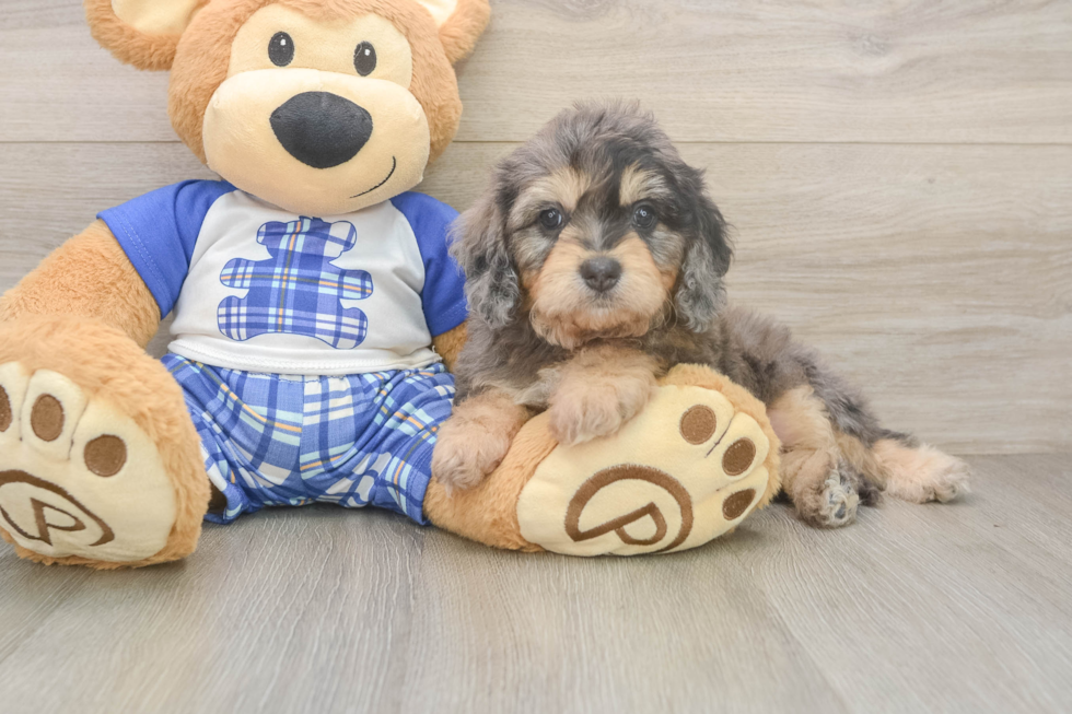 Cavapoo Pup Being Cute