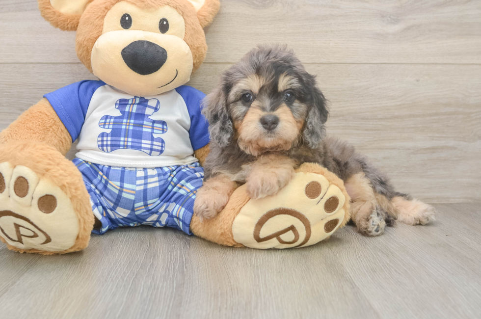 5 week old Cavapoo Puppy For Sale - Premier Pups