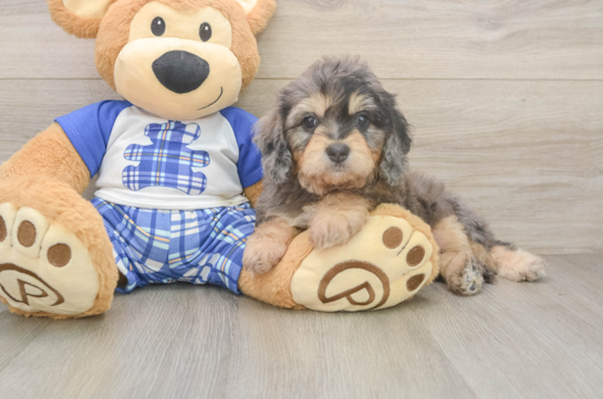 Cavapoo Pup Being Cute