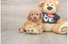 Happy Cavapoo Baby