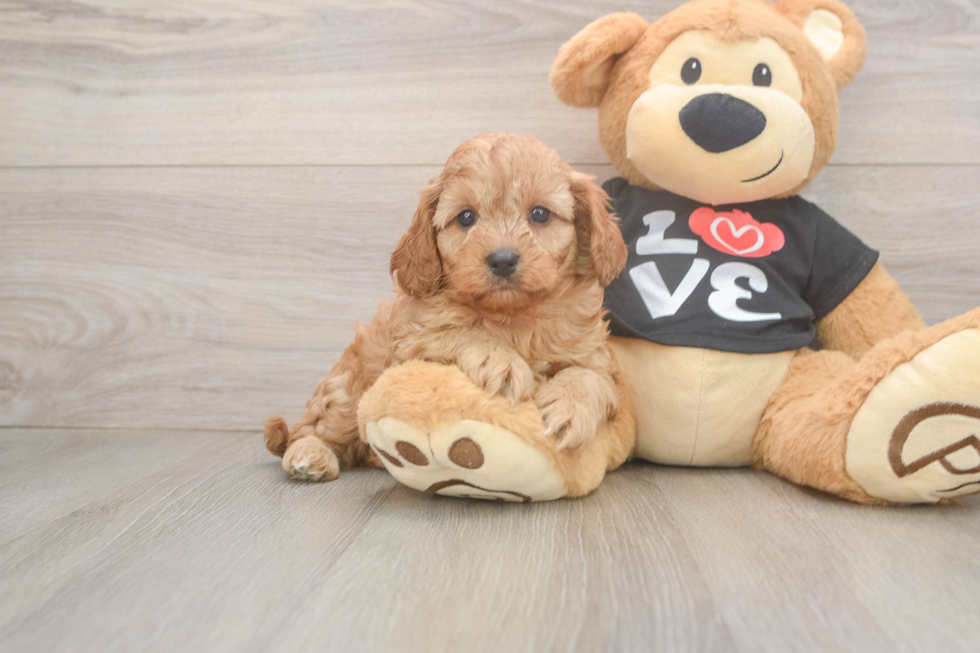 Happy Cavapoo Baby