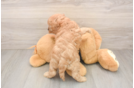 Adorable Cavalier King Charles Spaniel and Poodle Mix Poodle Mix Puppy
