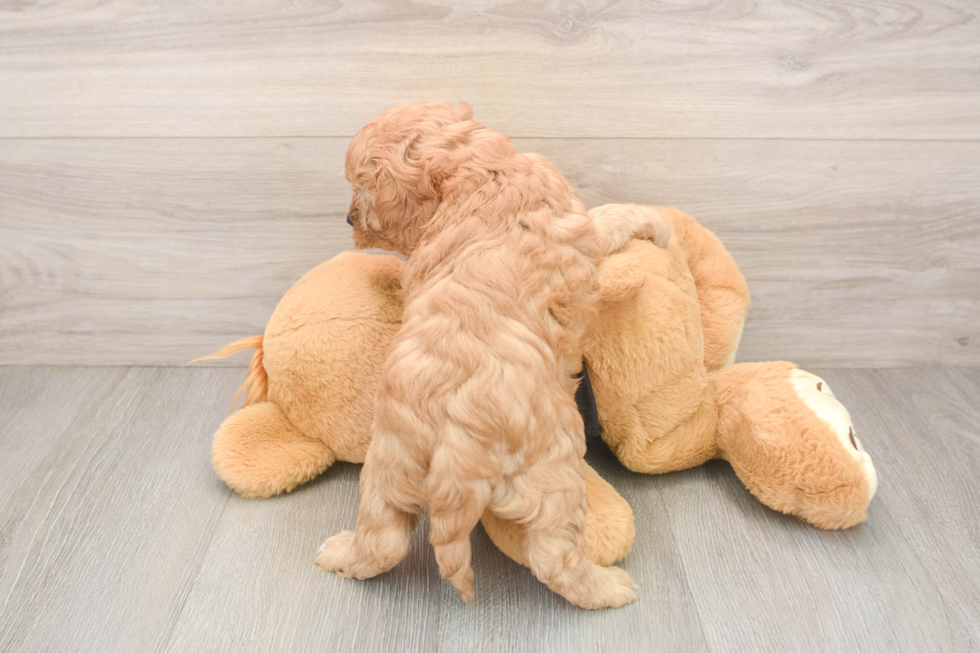 Adorable Cavalier King Charles Spaniel and Poodle Mix Poodle Mix Puppy