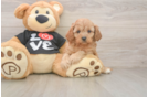 Cavapoo Pup Being Cute