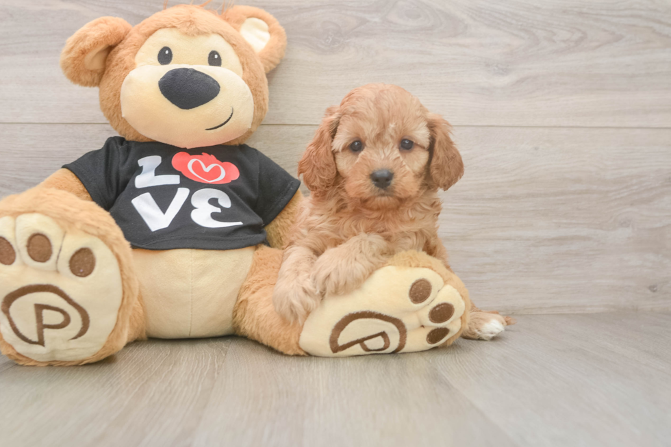 Cavapoo Pup Being Cute