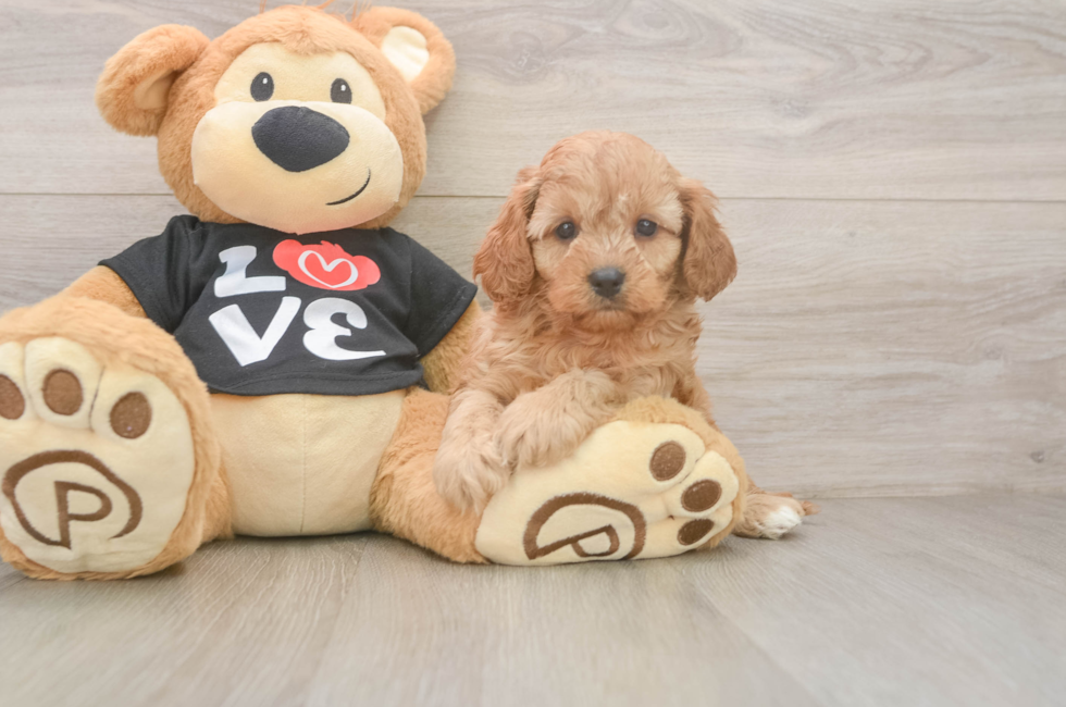5 week old Cavapoo Puppy For Sale - Premier Pups