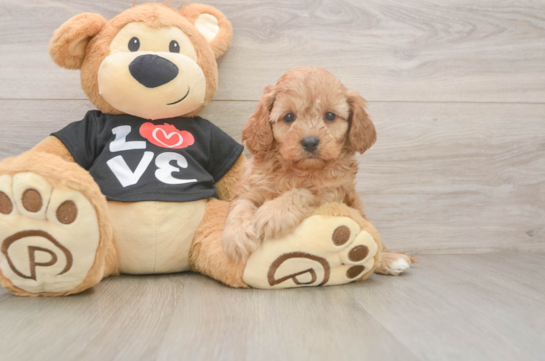 Cavapoo Pup Being Cute