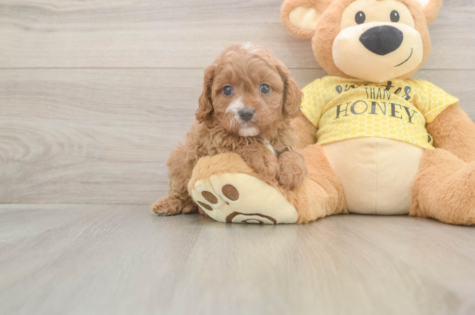5 week old Cavapoo Puppy For Sale - Premier Pups