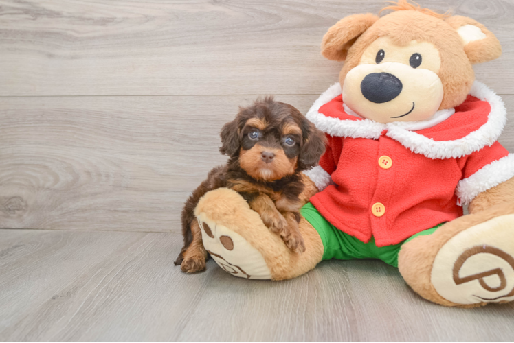 Cavapoo Puppy for Adoption