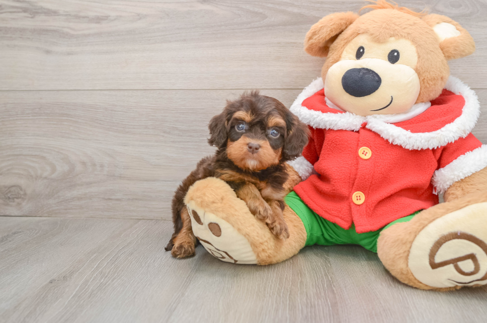5 week old Cavapoo Puppy For Sale - Premier Pups