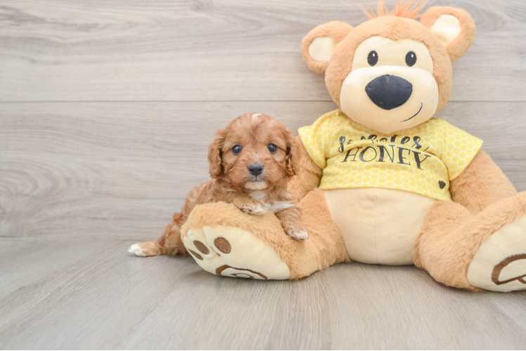 Funny Cavapoo Poodle Mix Pup