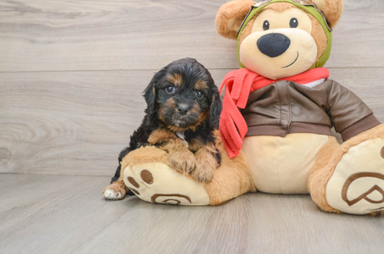 Smart Cavapoo Poodle Mix Pup