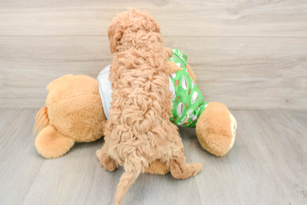 Cavapoo Puppy for Adoption