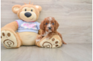 Cavapoo Pup Being Cute