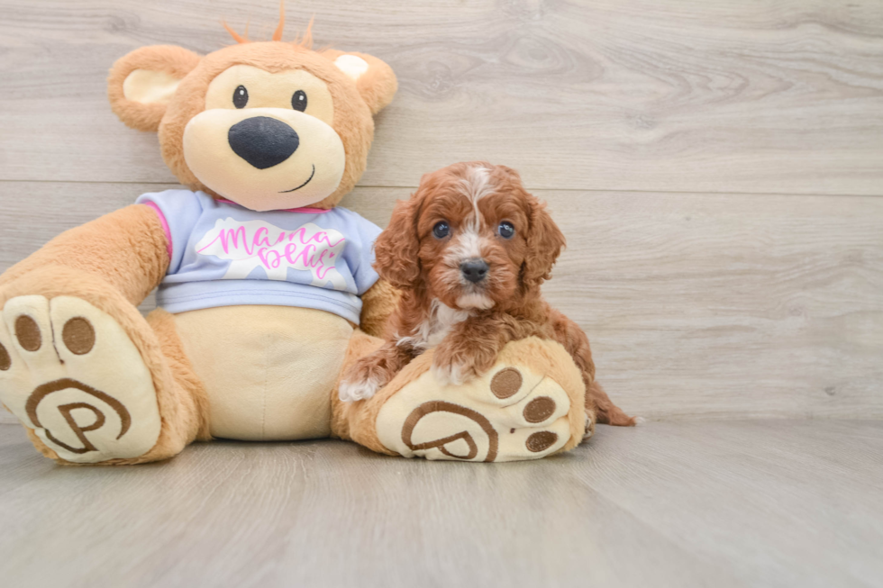 Cavapoo Pup Being Cute