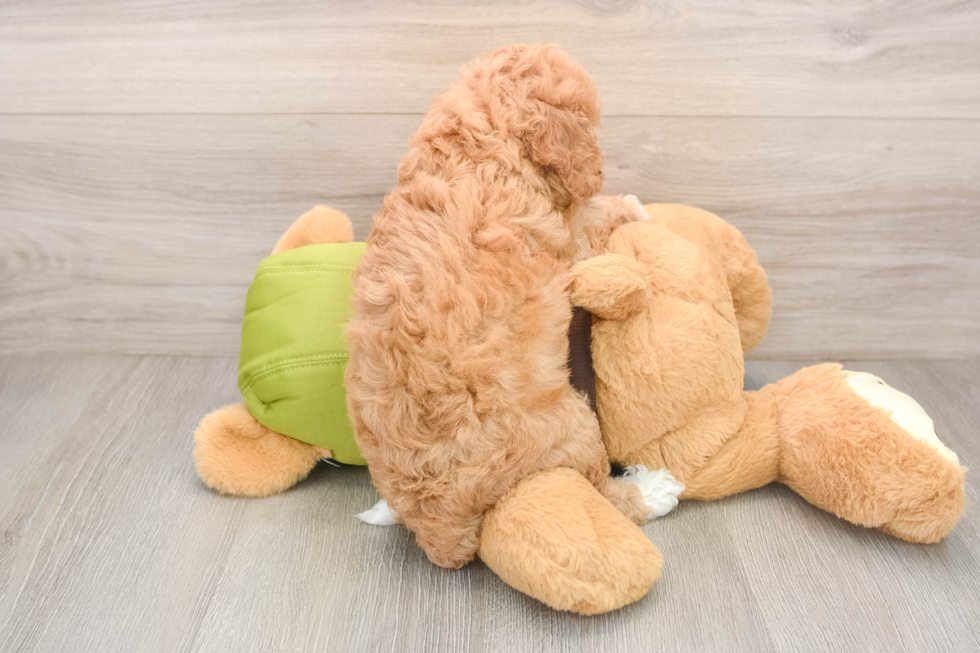 Smart Cavapoo Poodle Mix Pup