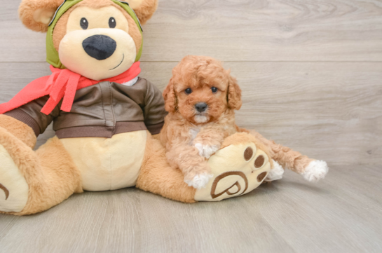 Cavapoo Pup Being Cute