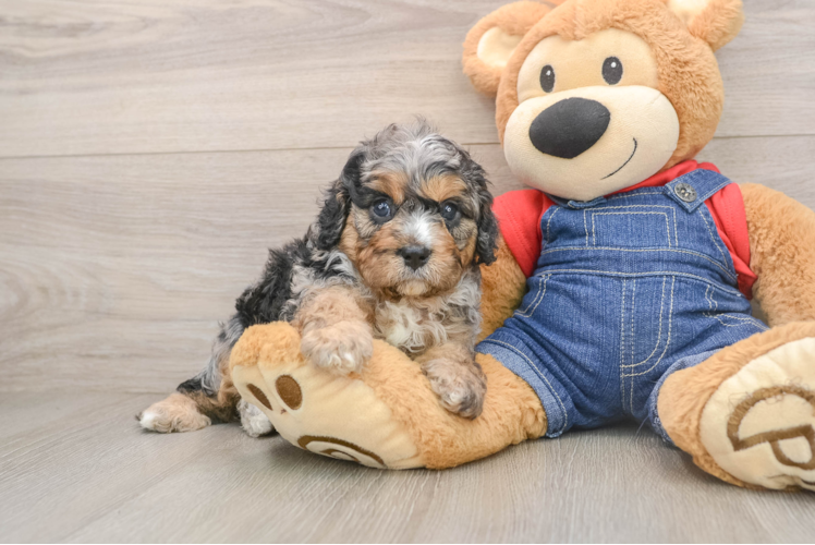 Petite Cavapoo Poodle Mix Pup
