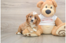 Best Cavapoo Baby