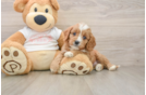 Cavapoo Pup Being Cute