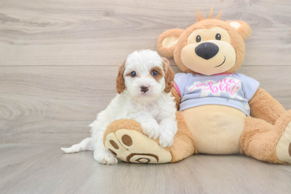 Cavapoo Puppy for Adoption