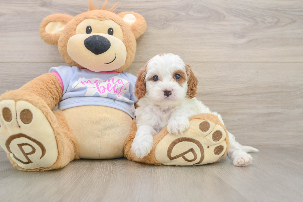 Small Cavapoo Baby