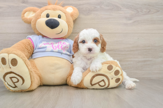 Small Cavapoo Baby