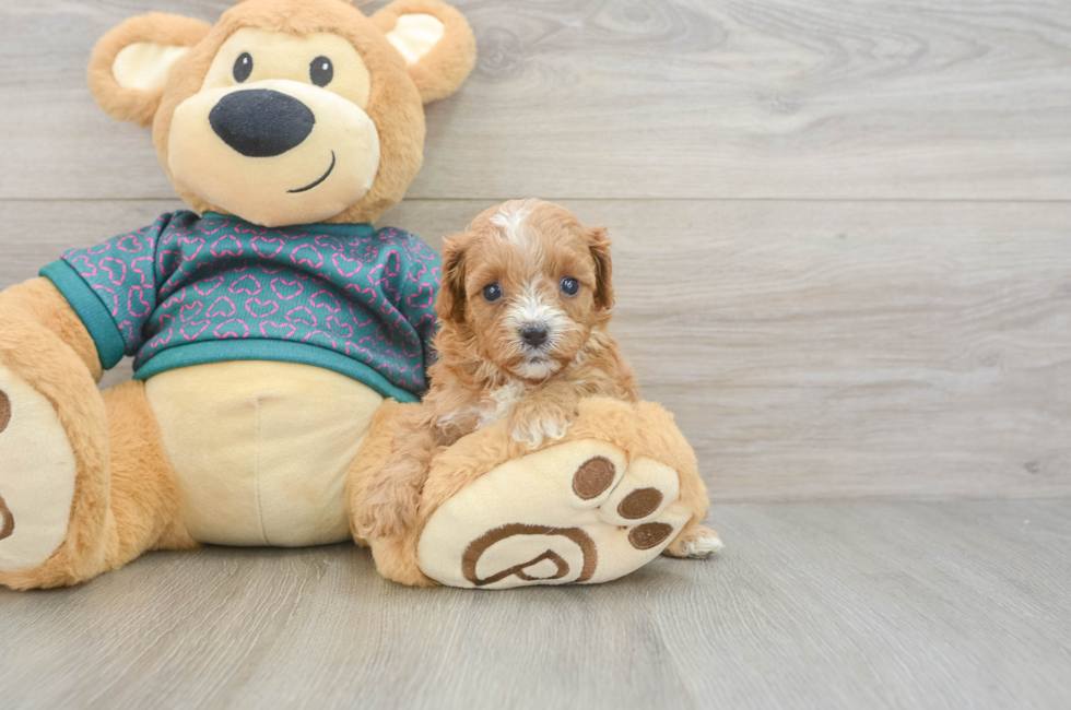 6 week old Cavapoo Puppy For Sale - Premier Pups