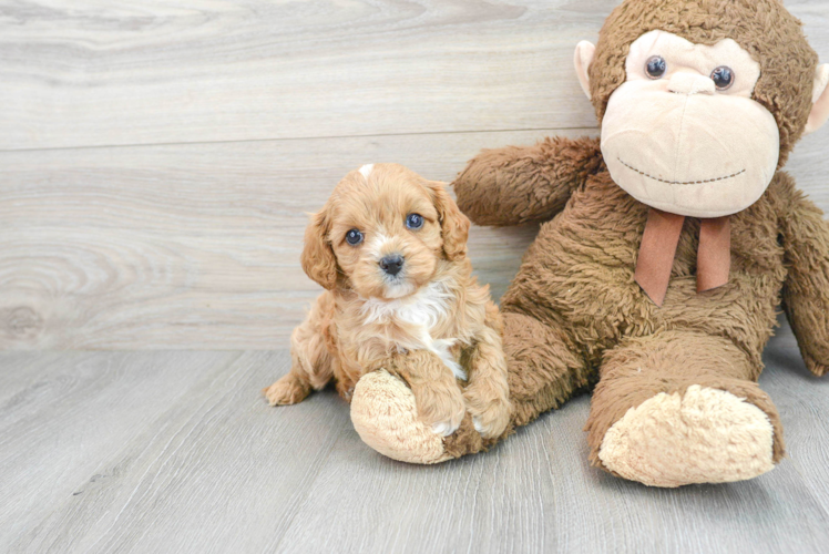 Cavapoo Pup Being Cute