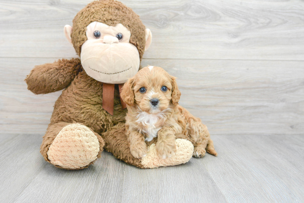 Cavapoo Puppy for Adoption